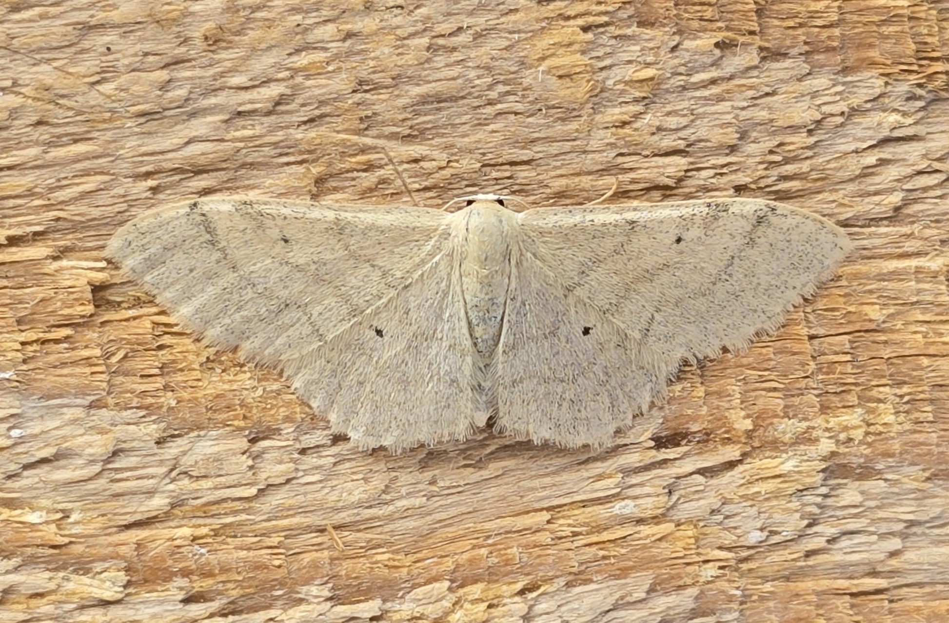 Photo of Plain Wave (Idaea straminata)